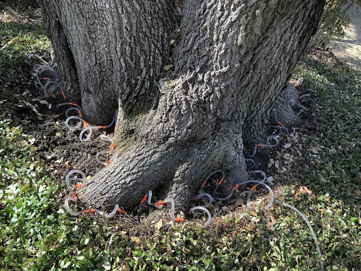 Detailed Tree Cabling and Bracing job site in Petersham